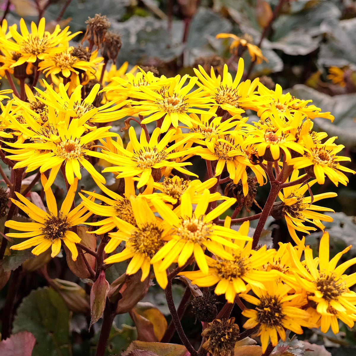 Ligulaire à feuilles dentées Britt Marie Crawford - Ligularia dentata britt-marie crawford - Bakker