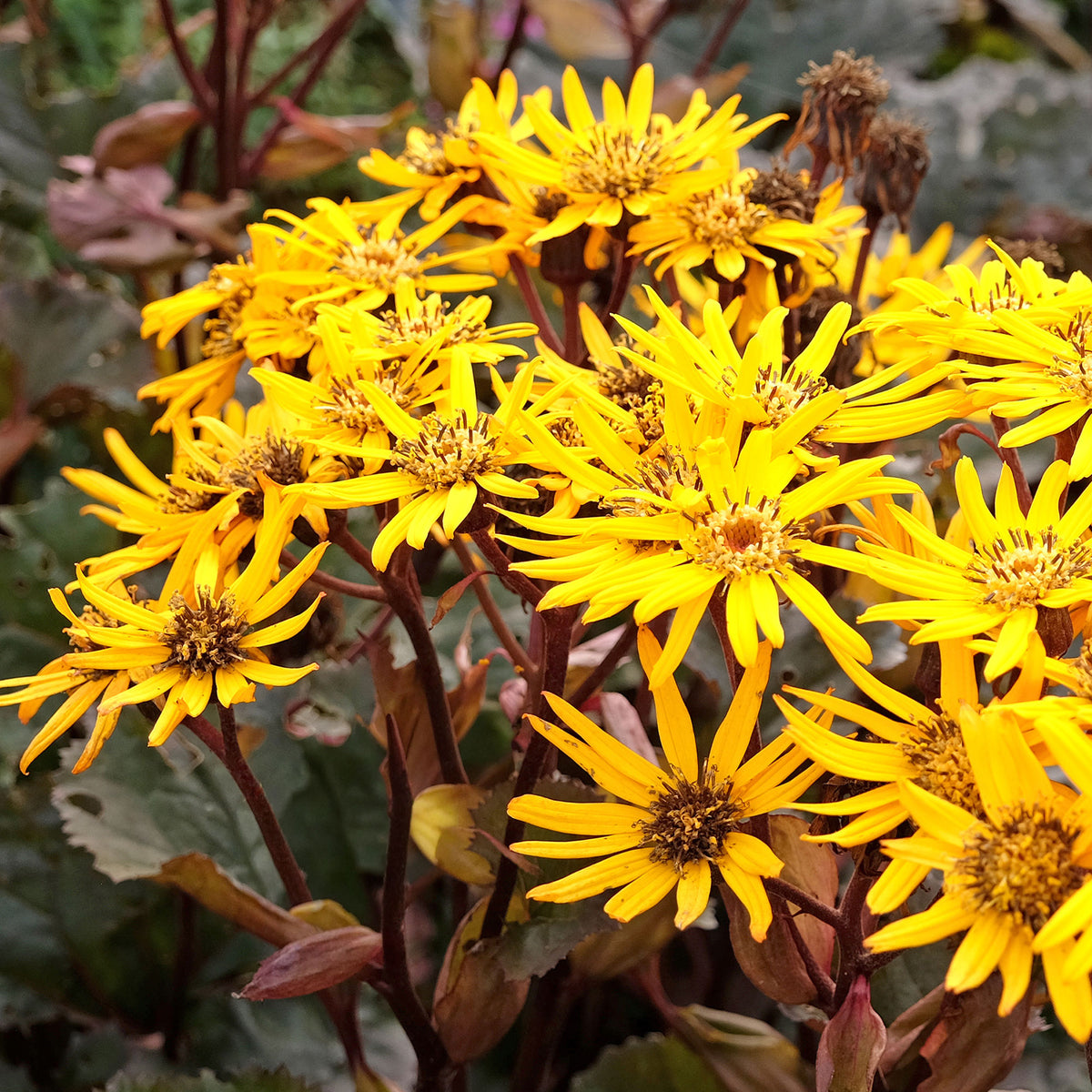 Ligularia dentata britt-marie crawford - Ligulaire à feuilles dentées Britt Marie Crawford - Plantes vivaces