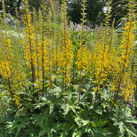 Ligulaire de Chine - Bakker