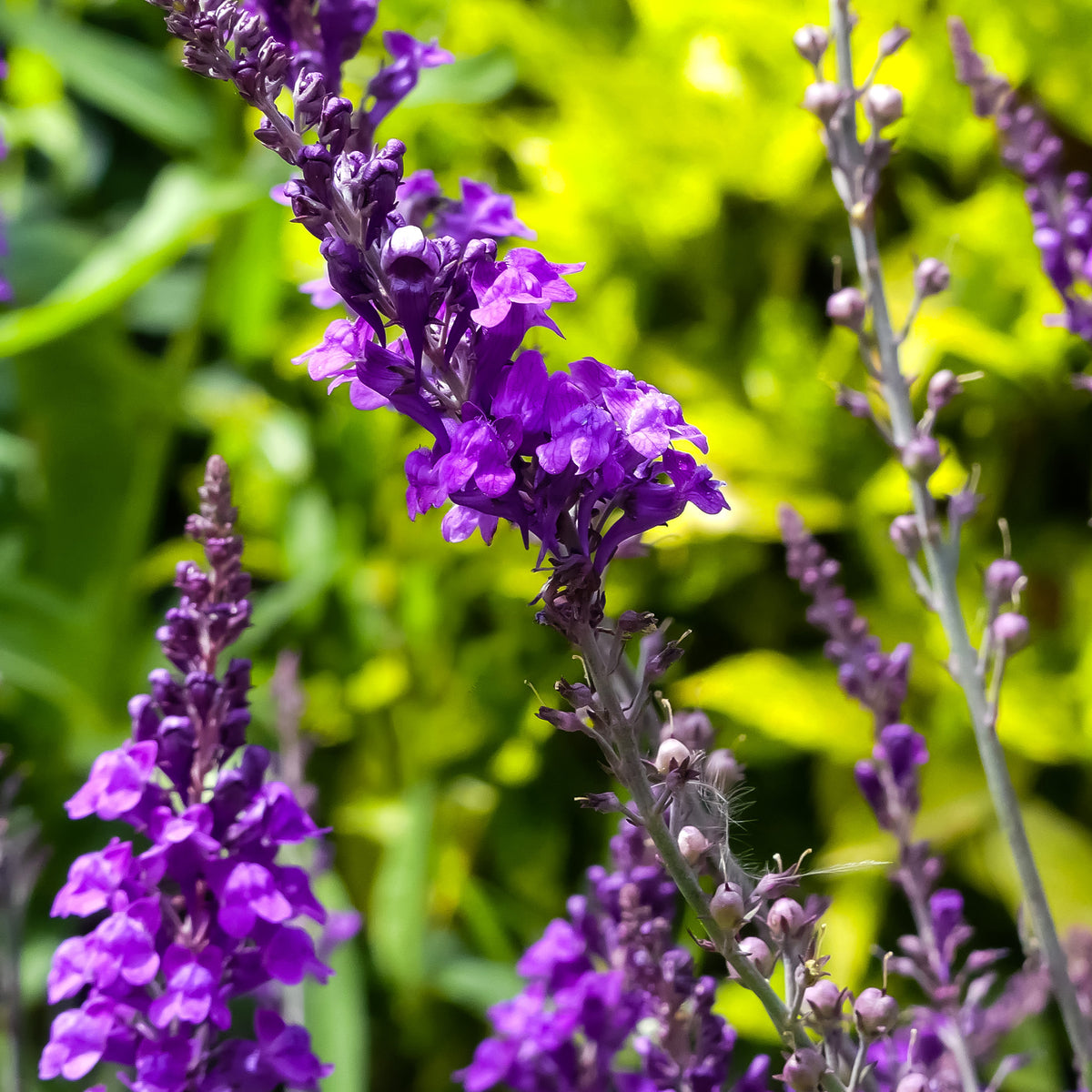 Linaire pourpre - Linaria purpurea - Bakker
