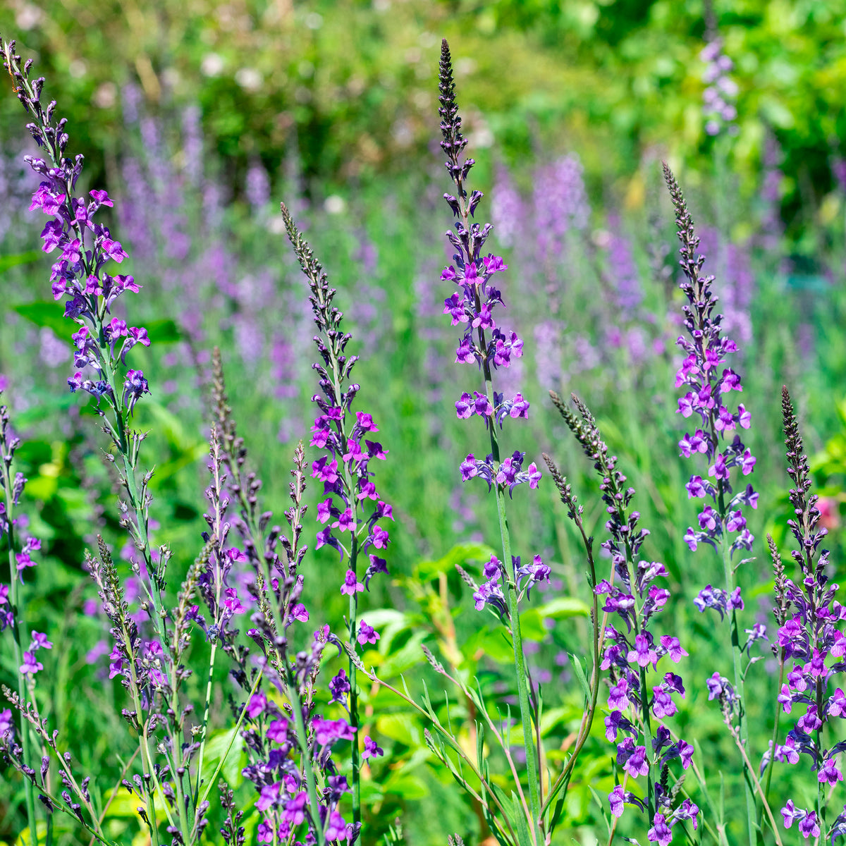 Linaria purpurea - Linaire pourpre - Linaire