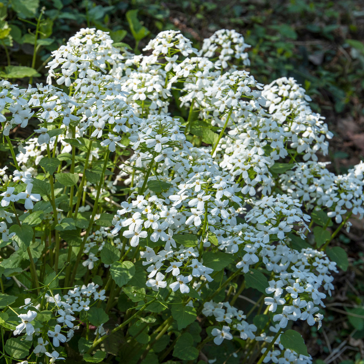 Monnaie du Pape à fleurs blanches - Bakker