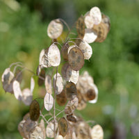 Monnaie du Pape à fleurs blanches - Lunaria annua albiflora - Bakker