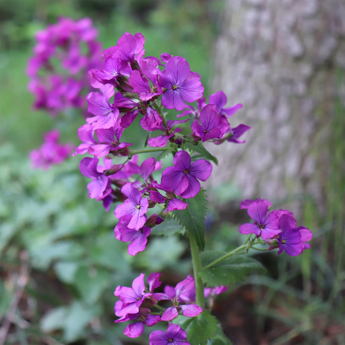 Monnaie du pape - Lunaria annua - Bakker
