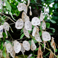 Lunaria annua - Monnaie du pape - Plantes vivaces