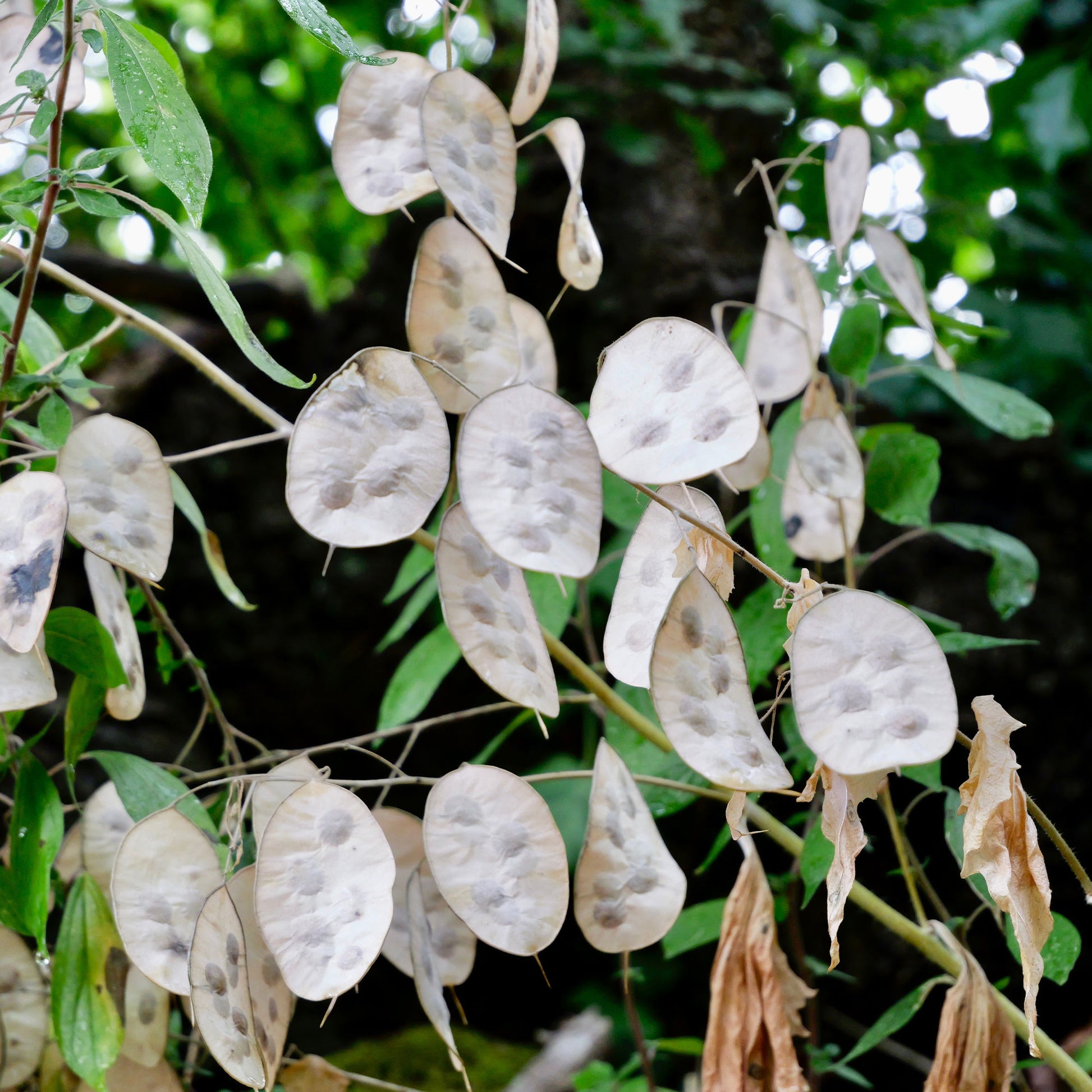 Lunaria annua - Monnaie du pape - Plantes vivaces