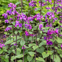Lunaria annua - 3 Monnaies du pape - Plantes vivaces