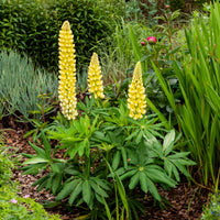 3 Lupins Chandelier - Bakker