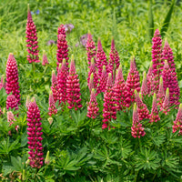 3 Lupins Gallery Red - Bakker