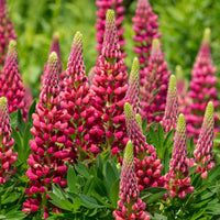 Lupinus Gallery Red - 3 Lupins Gallery Red - Plantes vivaces