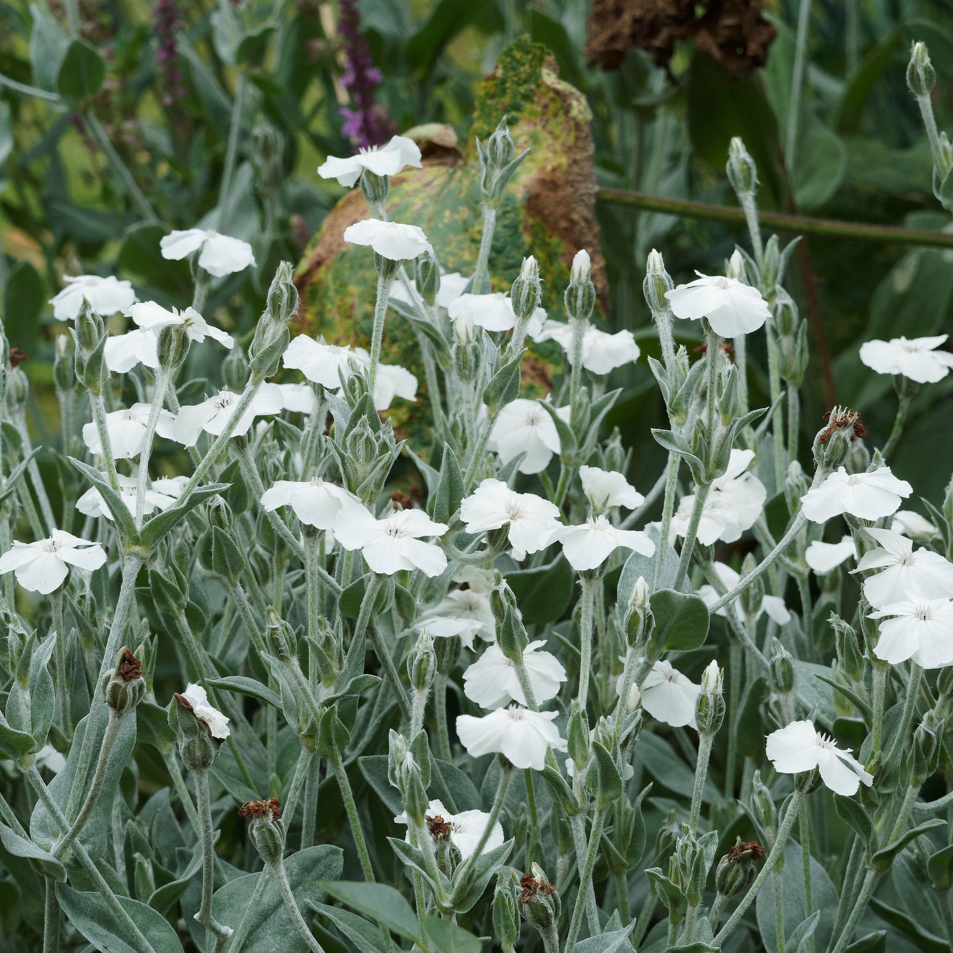 Lychnis coronaria alba - Coquelourde des jardins blanches - Plantes de berge