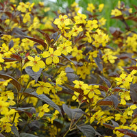 Lysimaque ciliée Firecracker - Bakker