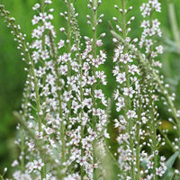 Lysimaque ephémère - Lysimachia ephemerum - Bakker