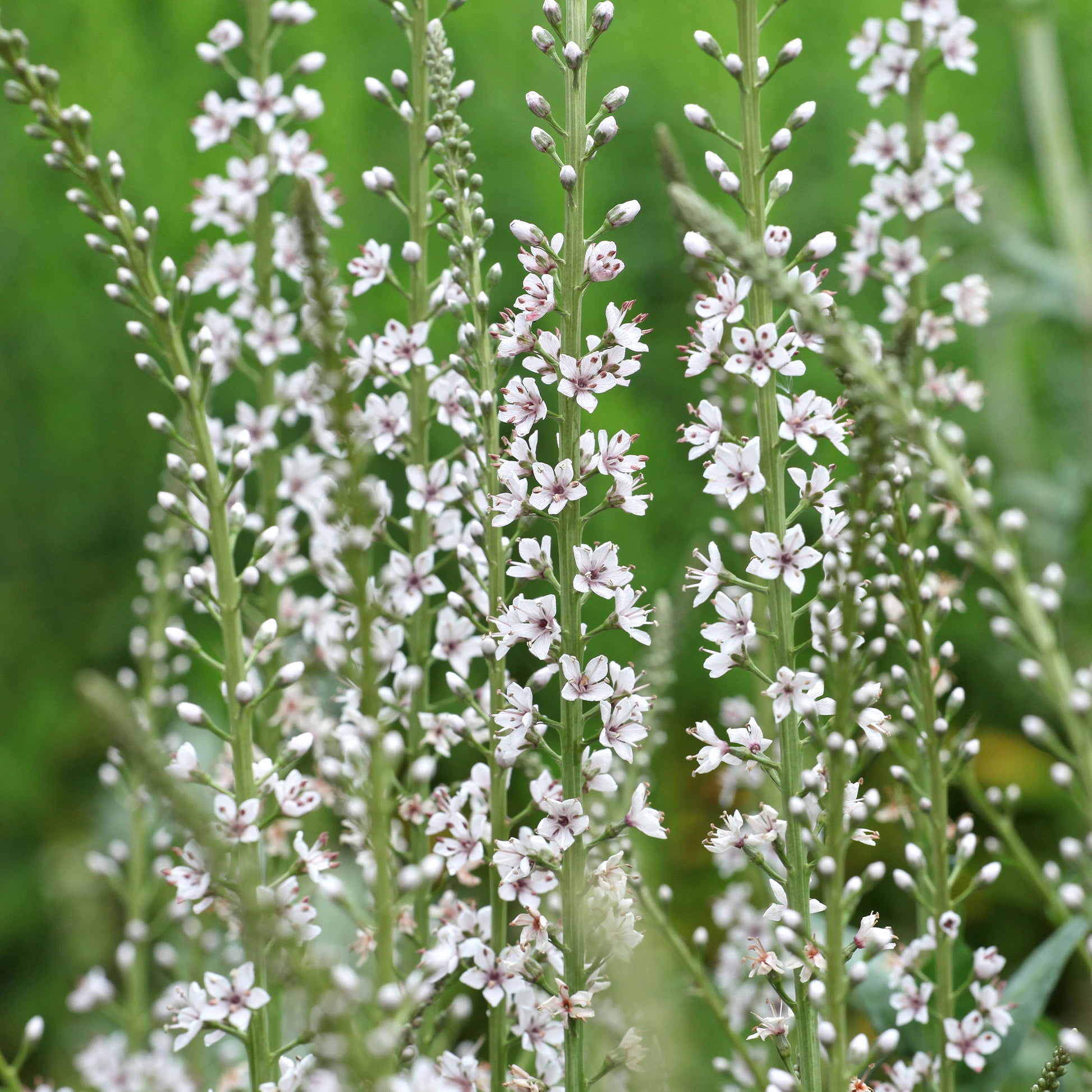 Lysimaque ephémère - Lysimachia ephemerum - Bakker