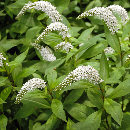 Lysimaque ephémère - Bakker