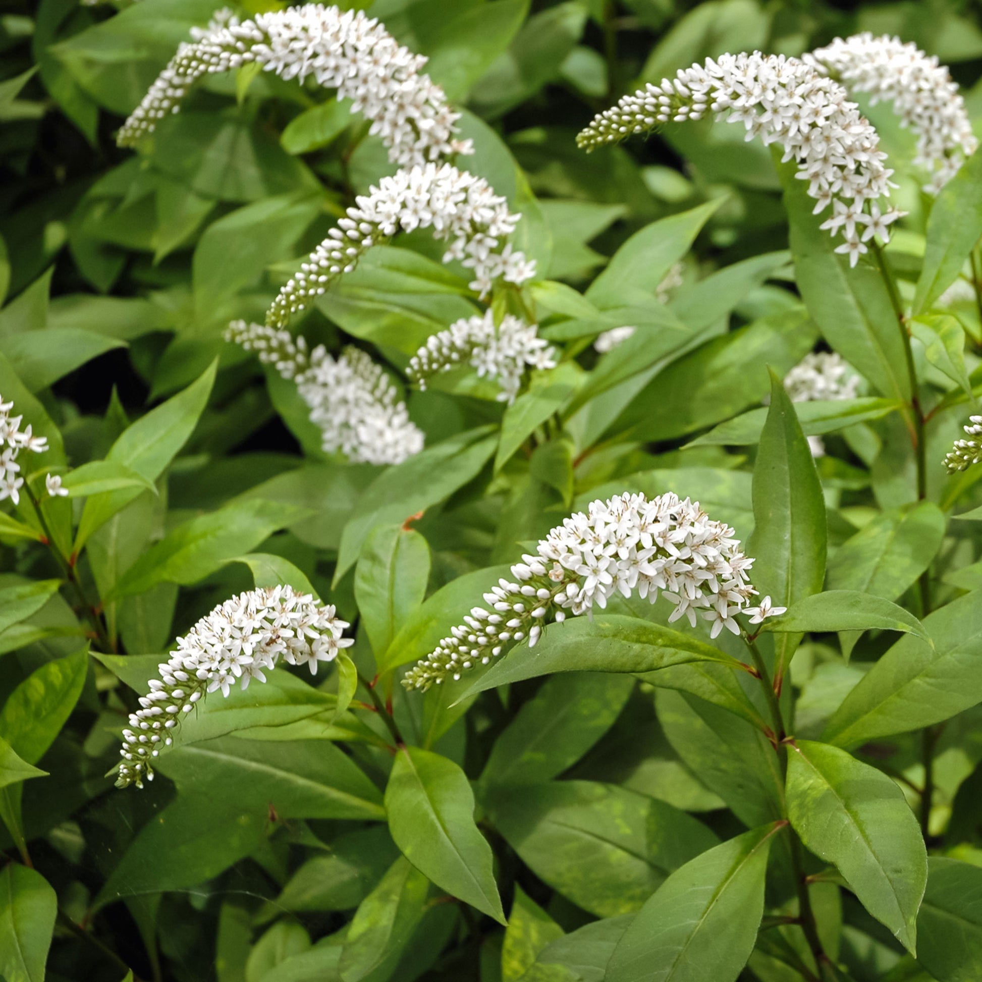 Lysimaque ephémère - Bakker