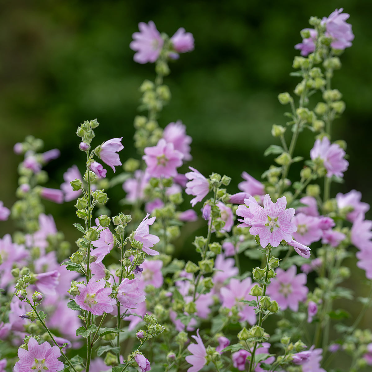 Mauve musquée Rosea - Malva moschata Rosea - Bakker