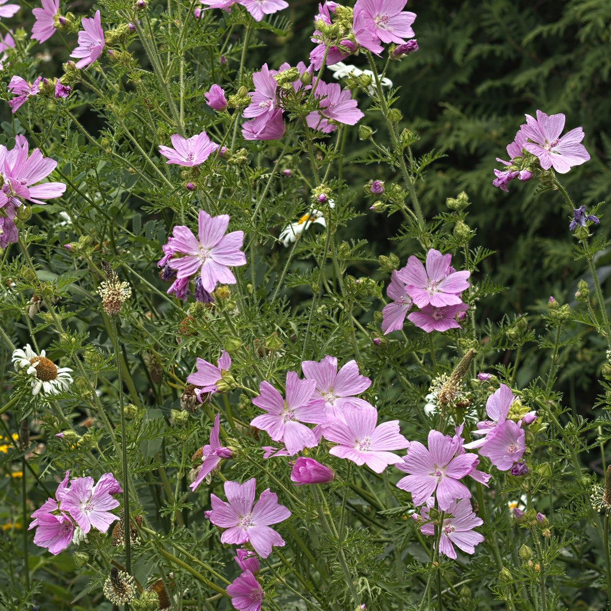 Malva moschata Rosea - Mauve musquée Rosea - Mauves