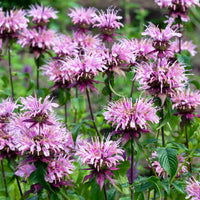 Monarde Beauty of Cobham - Monarda beauty of cobham - Bakker