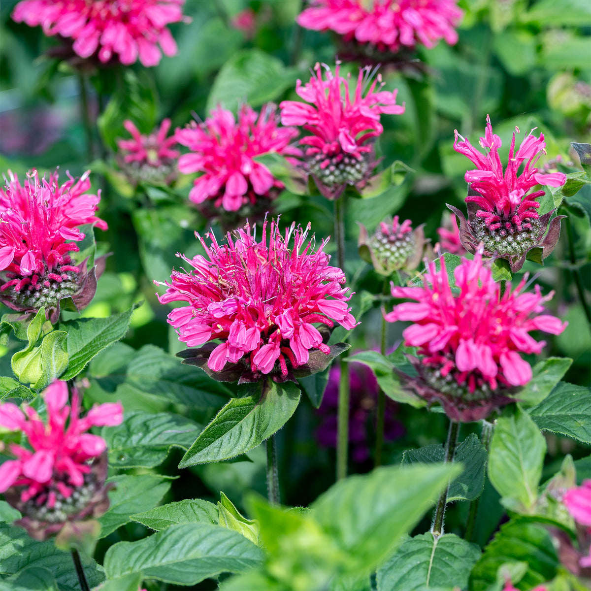 Monarda Pink Lace - Monarde Pink Lace - Monarde