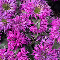 Monarde Purple Lace - Bakker