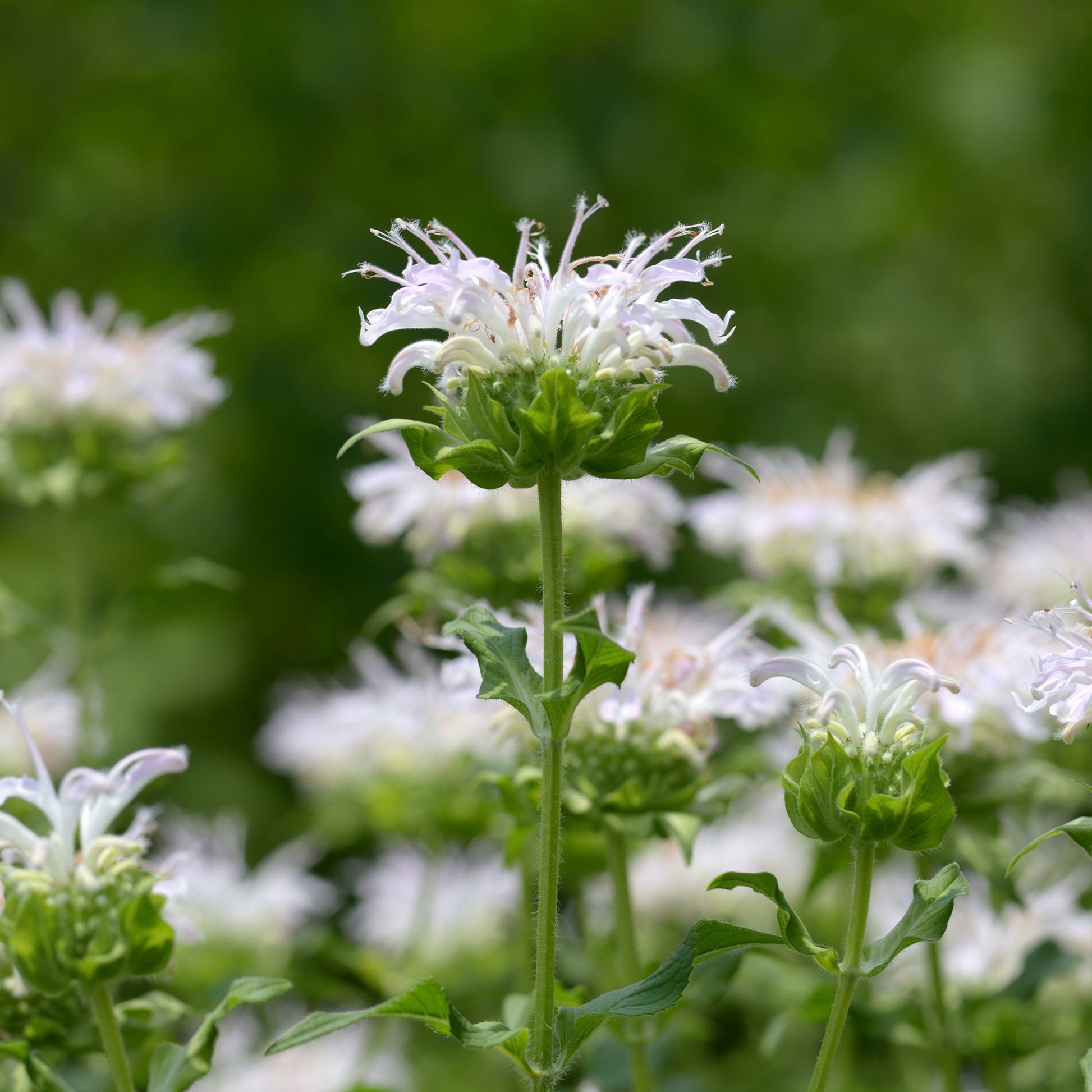 Vente Monarde Schneewittchen - Monarda schneewittchen