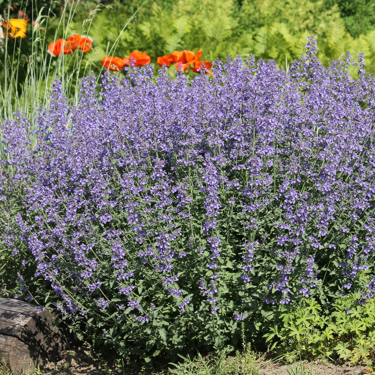 Vivaces fleuries - 5 Vivaces pour massif ensoleillé  - Deschampsia cespitosa, Gaura lindheimeri, Nepeta faassenii, Perovskia atriplicifolia, Echinacea pallida                