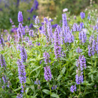 Nepeta nervurée - Nepeta nervosa - Bakker
