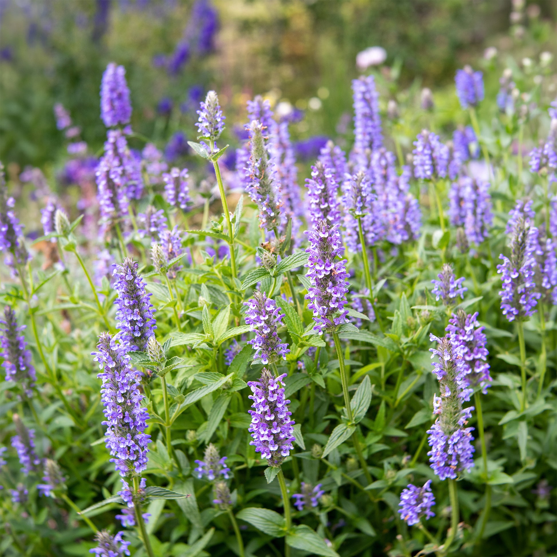 Nepeta nervurée - Nepeta nervosa - Bakker