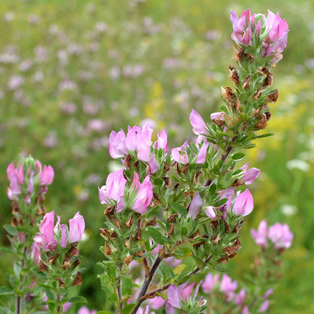 Bugrane épineuse - Ononis spinosa - Bakker