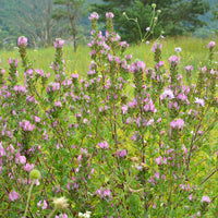Bugrane épineuse - Bakker