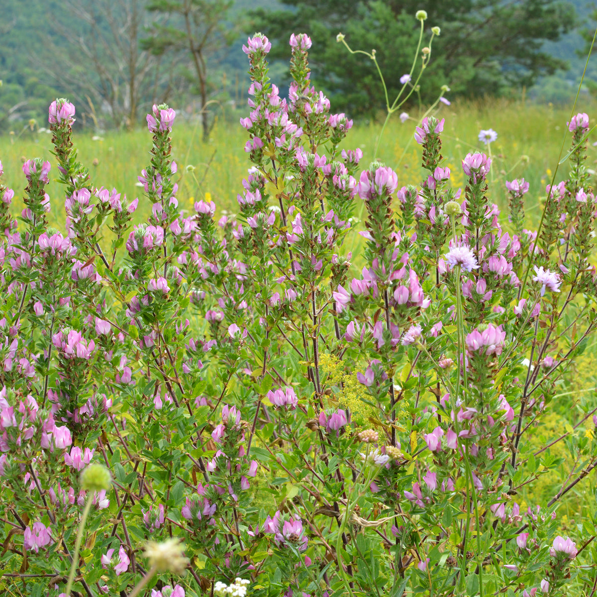 Bugrane épineuse - Bakker