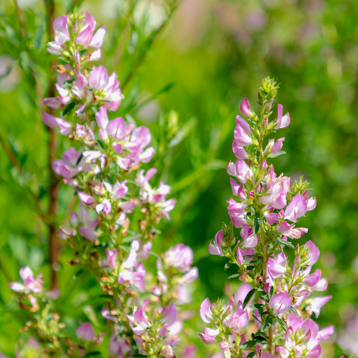 Plantes vivaces - Bugrane épineuse - Ononis spinosa
