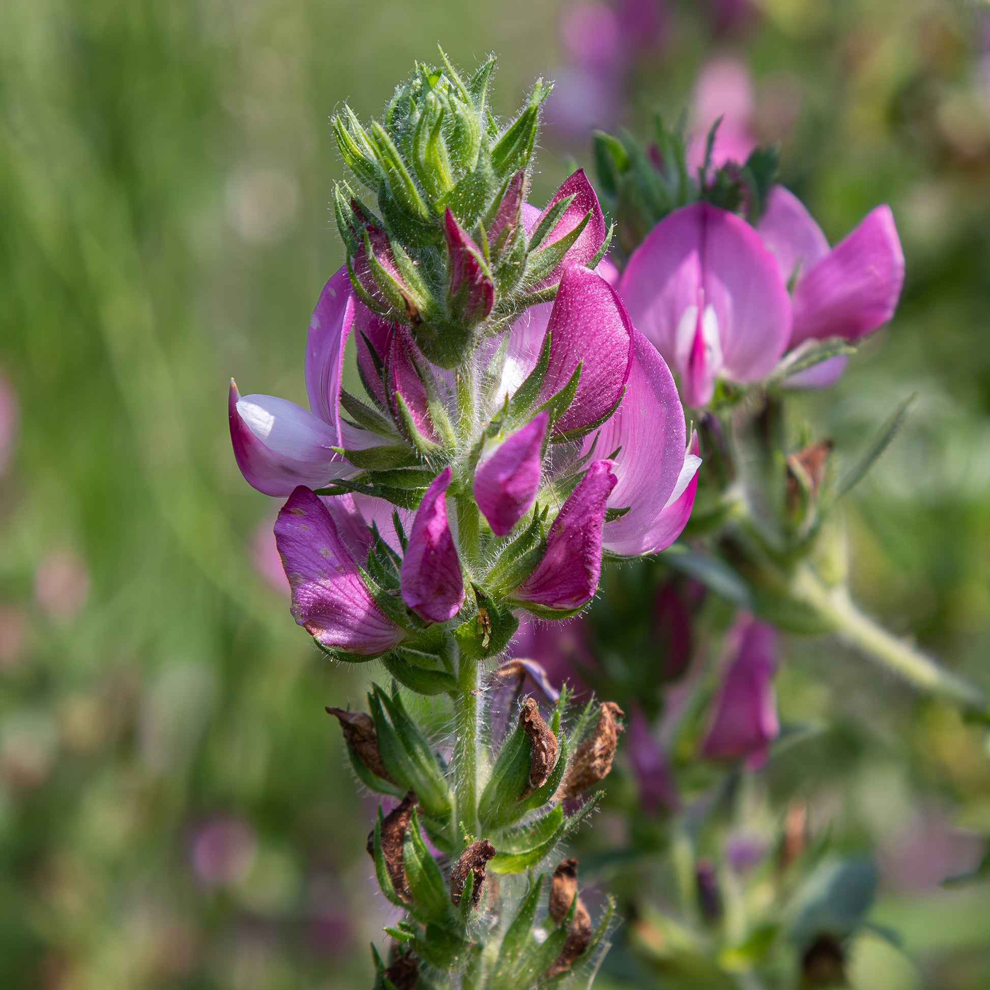 Ononis spinosa - Bugrane épineuse - Plantes vivaces