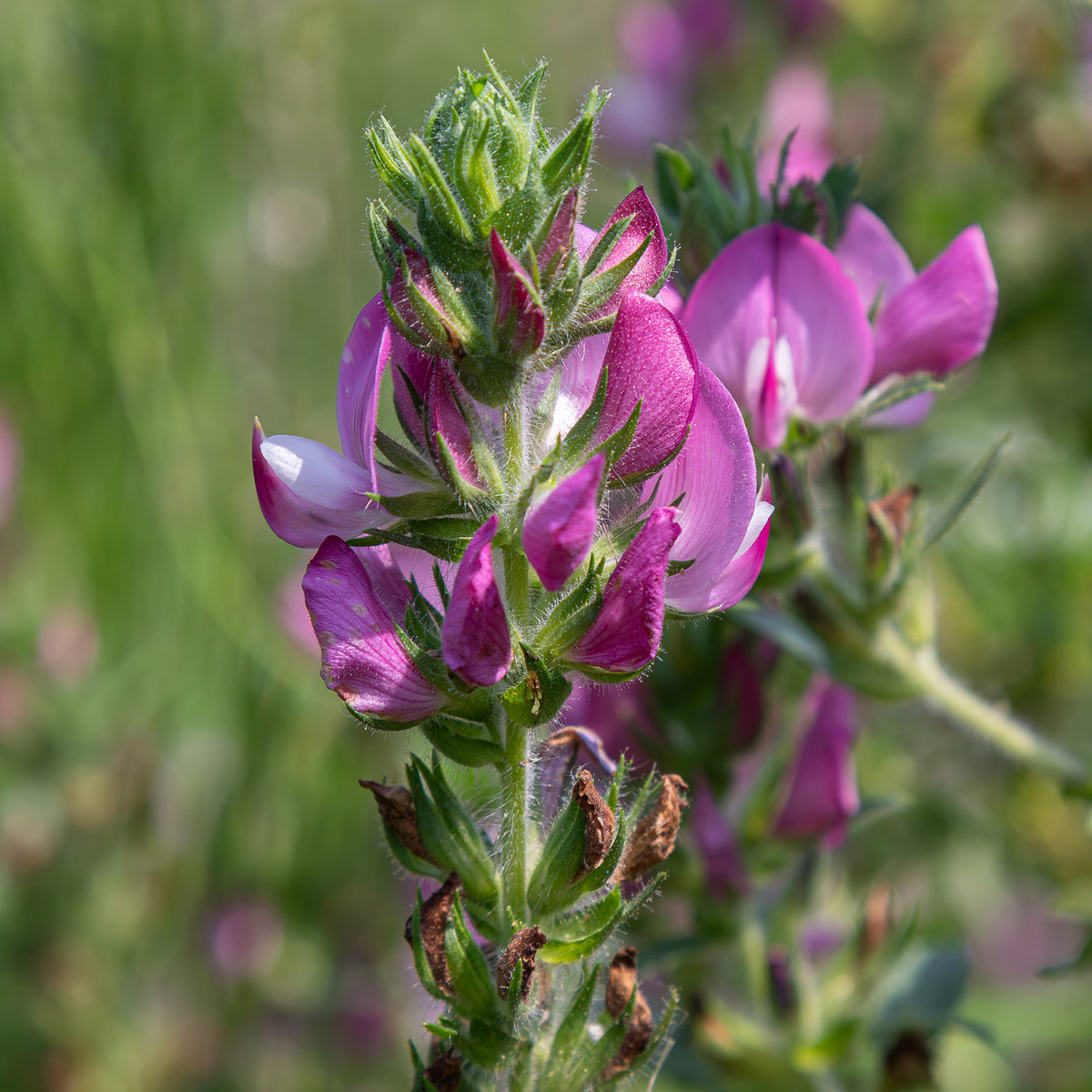 Ononis spinosa - Bugrane épineuse - Plantes vivaces