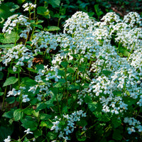Pachyphragma macrophyllum - Pachyphragma macrophyllum - Plantes vivaces