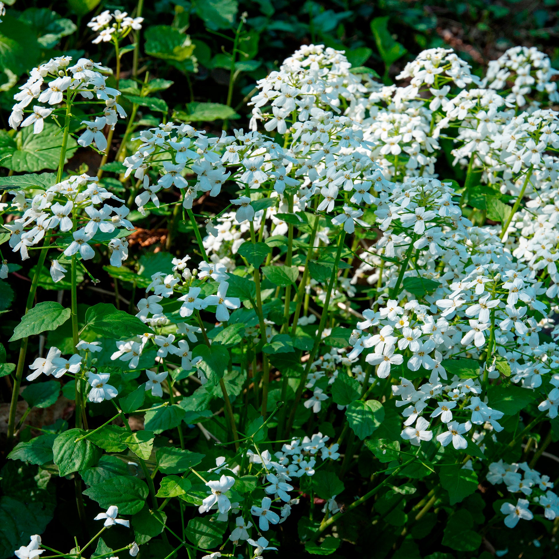 Pachyphragma macrophyllum - Pachyphragma macrophyllum - Plantes vivaces