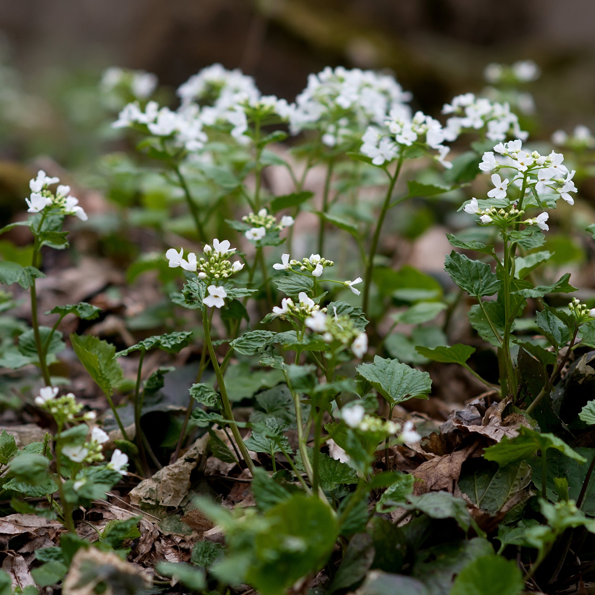Pachyphragma macrophyllum - Pachyphragma macrophyllum - Bakker