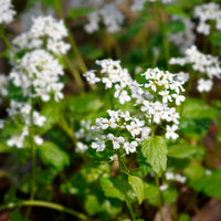 Plantes vivaces - Pachyphragma macrophyllum - Pachyphragma macrophyllum