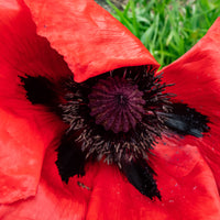 Papaver orientale Beauty of Livermere - Pavot d'Orient Beauty Of Livermere - 