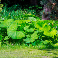 Petasites hybridus - Grand pétasite - Plantes vivaces