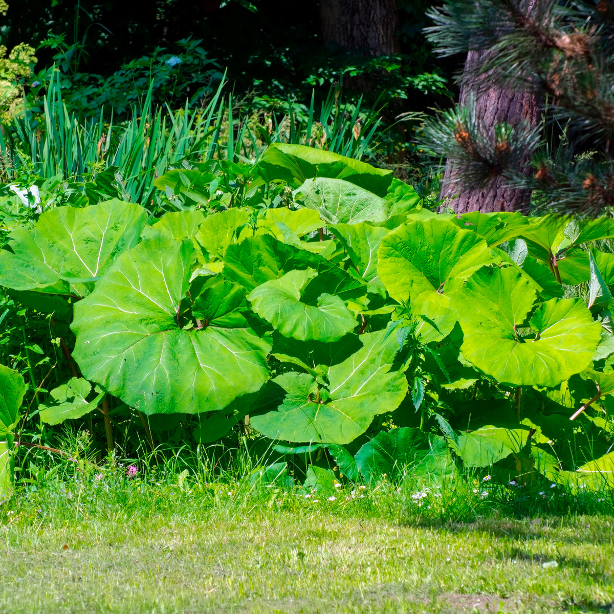 Petasites hybridus - Grand pétasite - Plantes vivaces