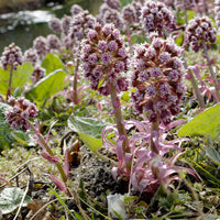 Grand pétasite - Petasites hybridus - Bakker