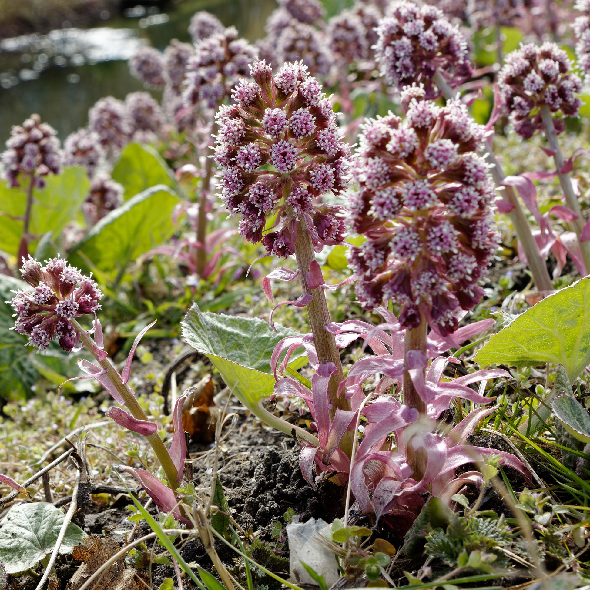 Grand pétasite - Petasites hybridus - Bakker