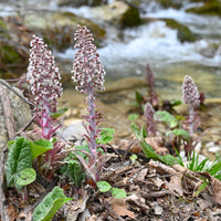 Plantes vivaces - Grand pétasite - Petasites hybridus