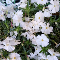 Phlox nain White Admiral - Bakker