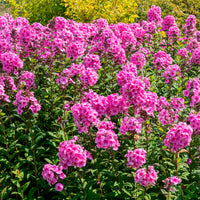 Phlox paniculé Eva Cullum - Phlox paniculata Eva Cullum - Bakker