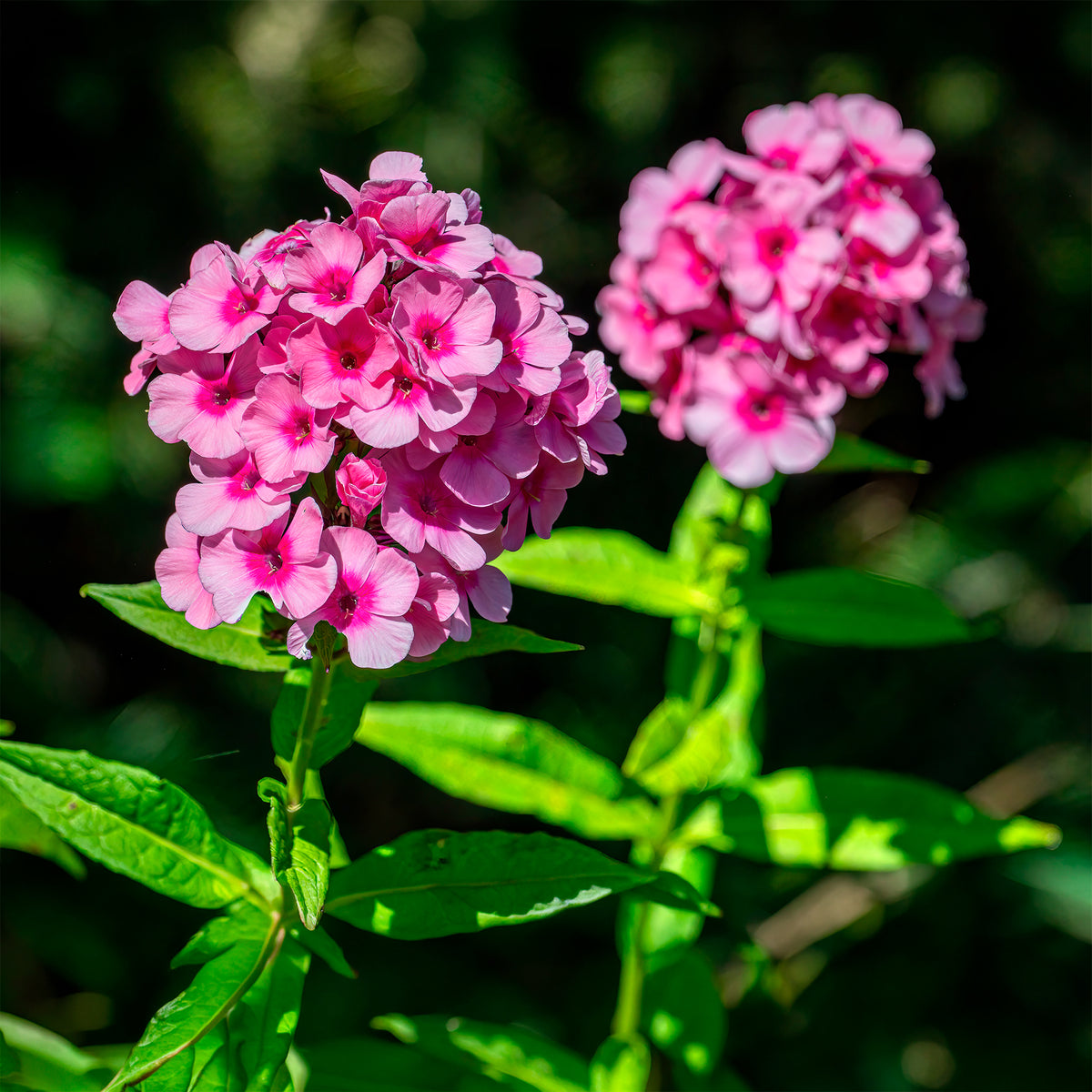 Phlox paniculé Eva Cullum - Bakker