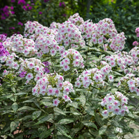 3 Phlox paniculé Europa - Bakker