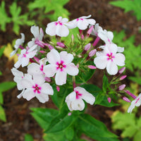 Phlox paniculata Europa - 3 Phlox paniculé Europa - Phlox